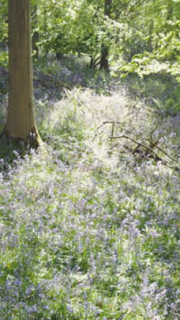 Vertical-Video-Drone-Shot-Of-Woodland-With-Bluebells-Growing-In-UK-Countryside